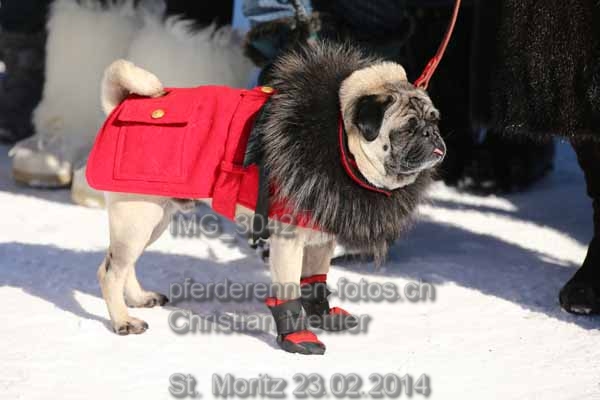 IMG 3042 prot